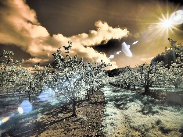 Eggers, Terry 아티스트의 USA-Oregon-Columbia Gorge Infrared of light reflecting in spring apple orchard작품입니다.